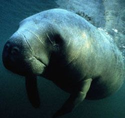 A manatee swims underwater, its gray body reflecting the water.