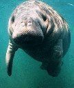 Manatee swims in blue water, facing the camera. The gray sea cow has a wrinkled face and small eyes.