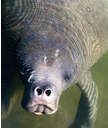 Manatee, looking up at the camera, in murky water. It has a wrinkly gray body and a round face with small eyes.