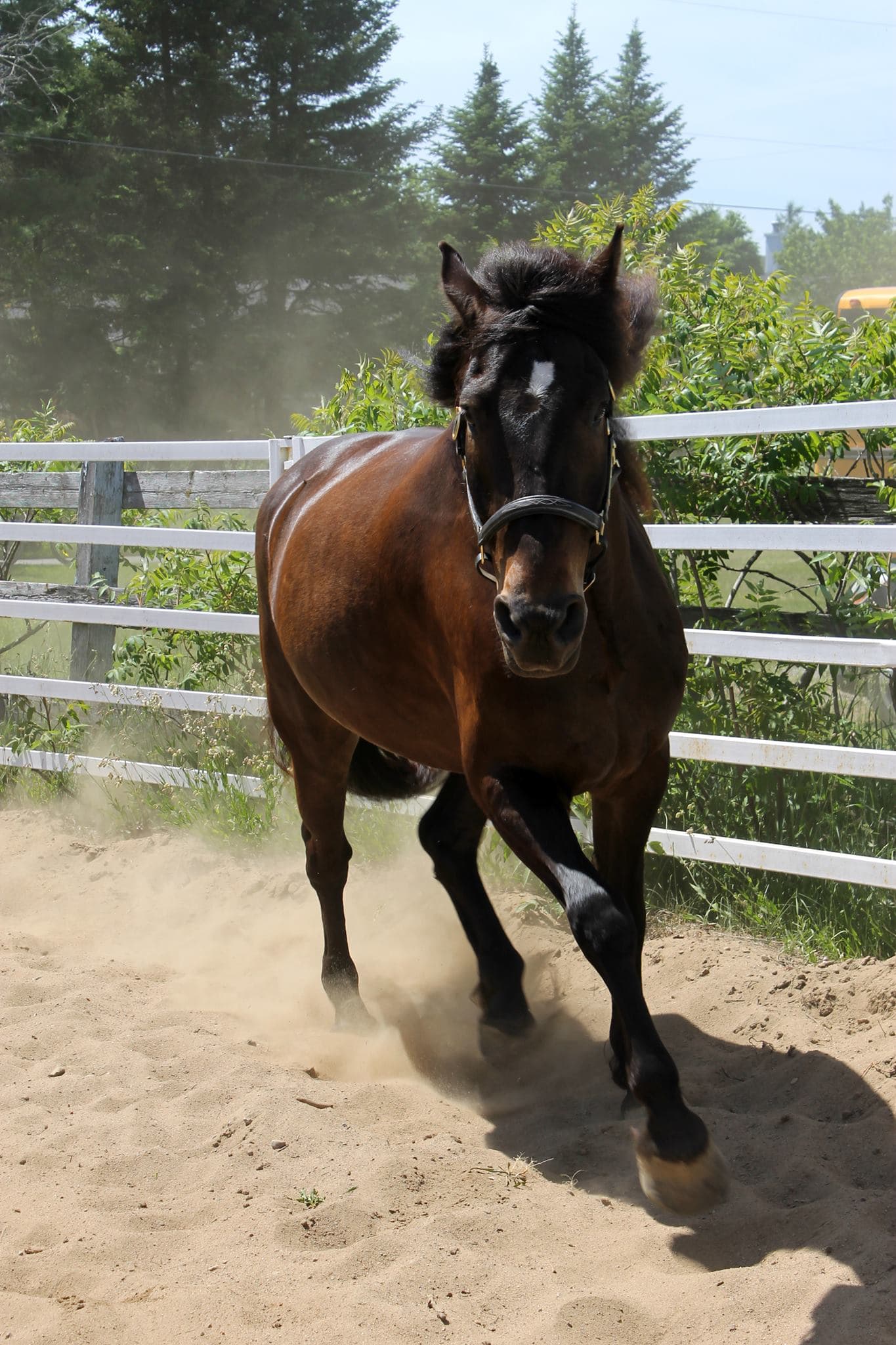 Accueil | La crinière d’or