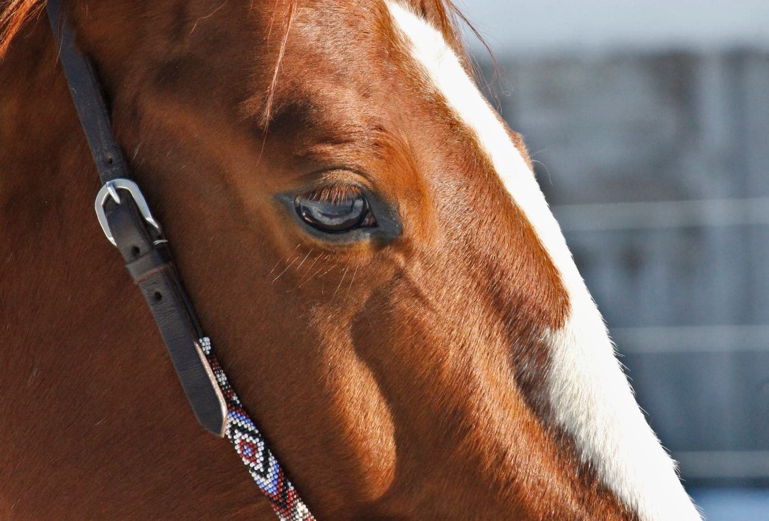Galerie | La crinière d’or