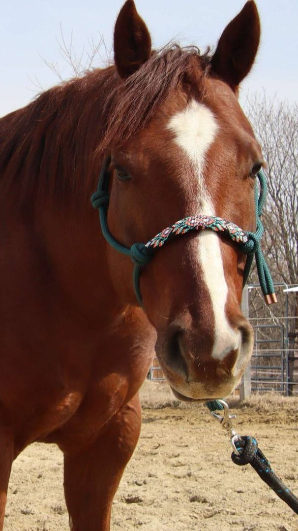 Cheval brun avec une liste blanche portant un licol en corde à l'extérieur en plein jour