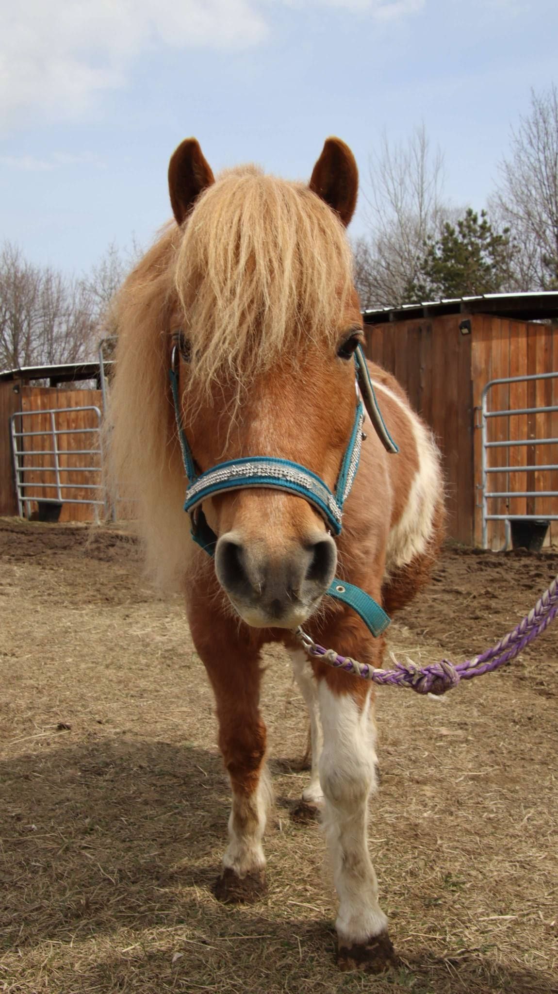 Petit poney brun et blanc portant un licol bleu, debout à l'extérieur, dans une cour de ferme en terre battue.