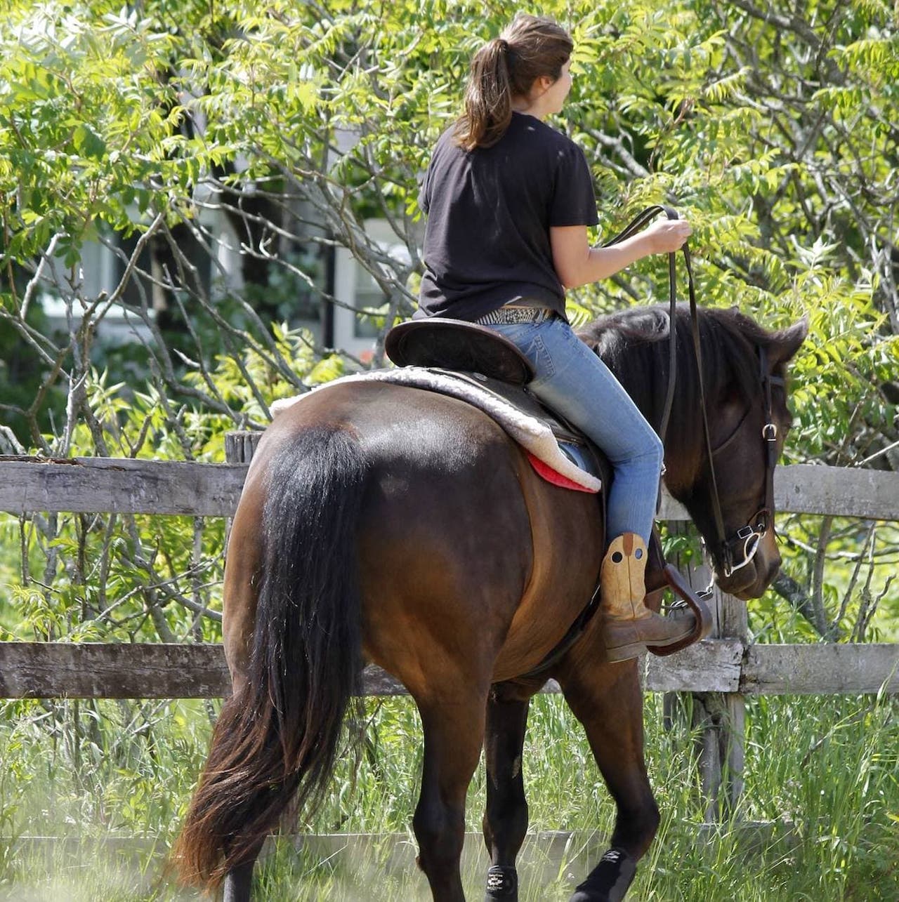 Accueil | La crinière d’or