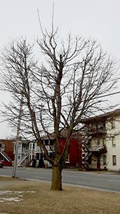 Un arbre sans feuilles se trouve au milieu d'une rue devant un immeuble.