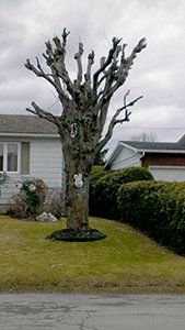 Un arbre sans feuilles se trouve devant une maison.