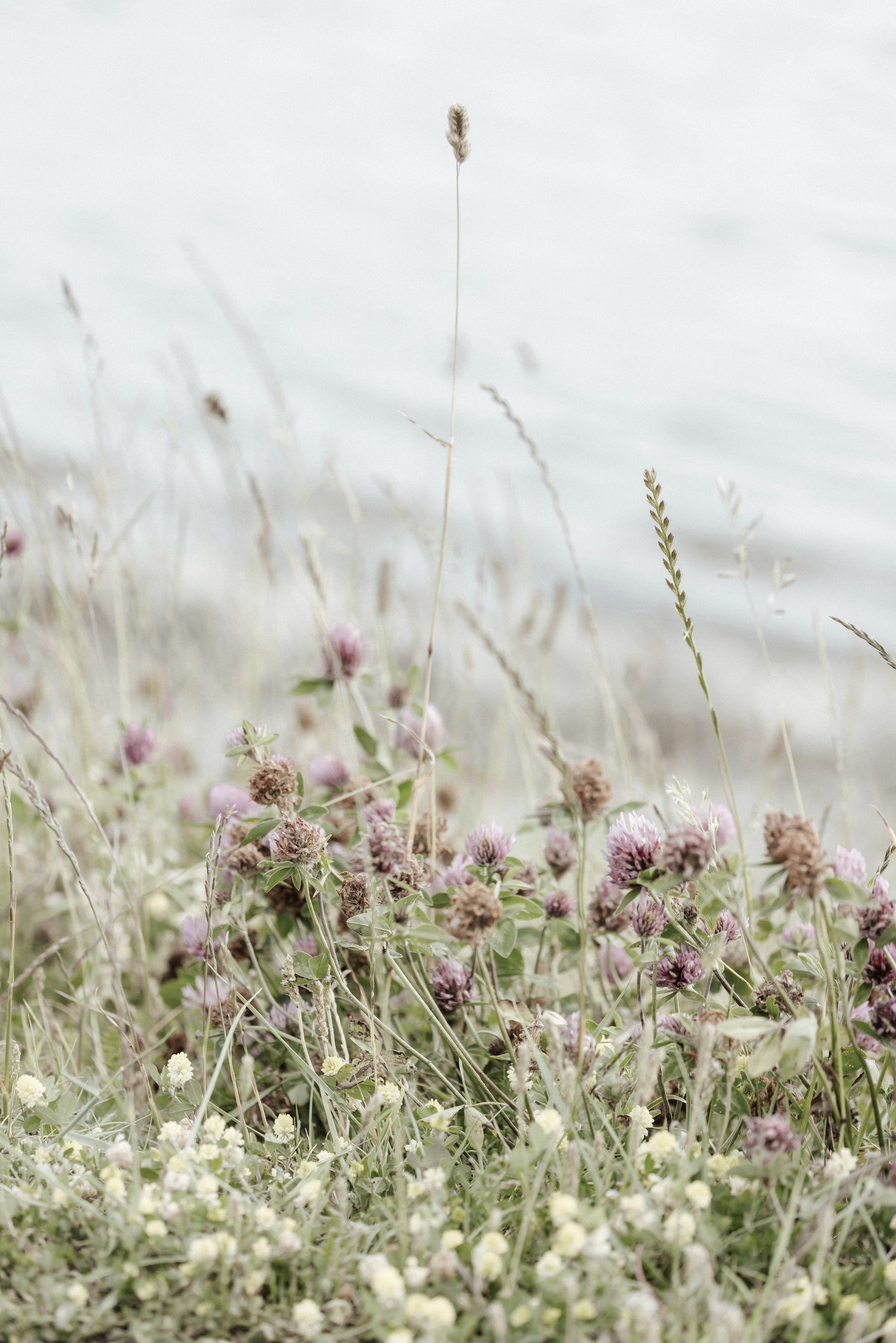 Wildflowers and tall grasses swaying in a soft, cloudy meadow