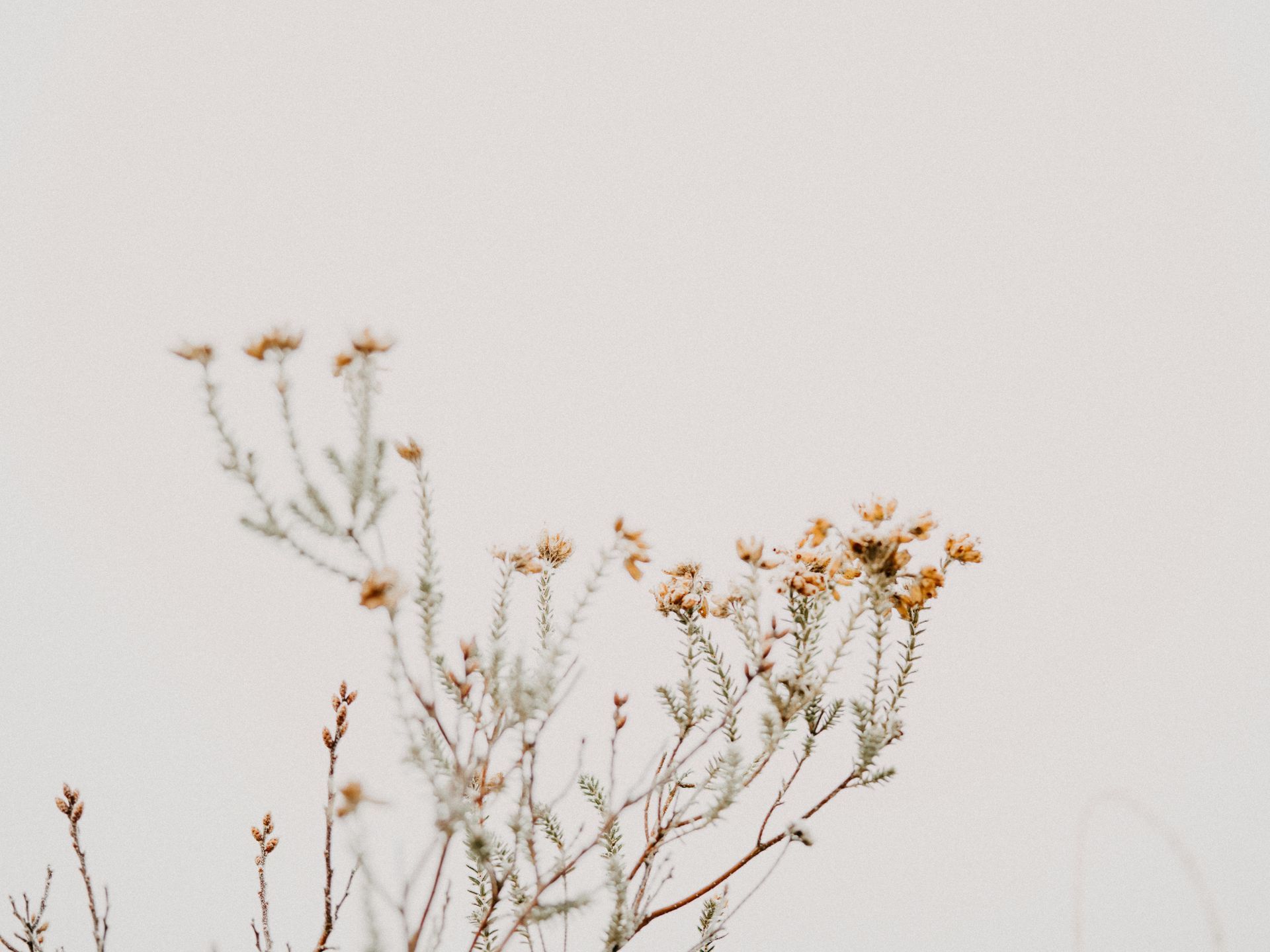 Delicate dried wildflowers with small yellow blooms against a soft white background