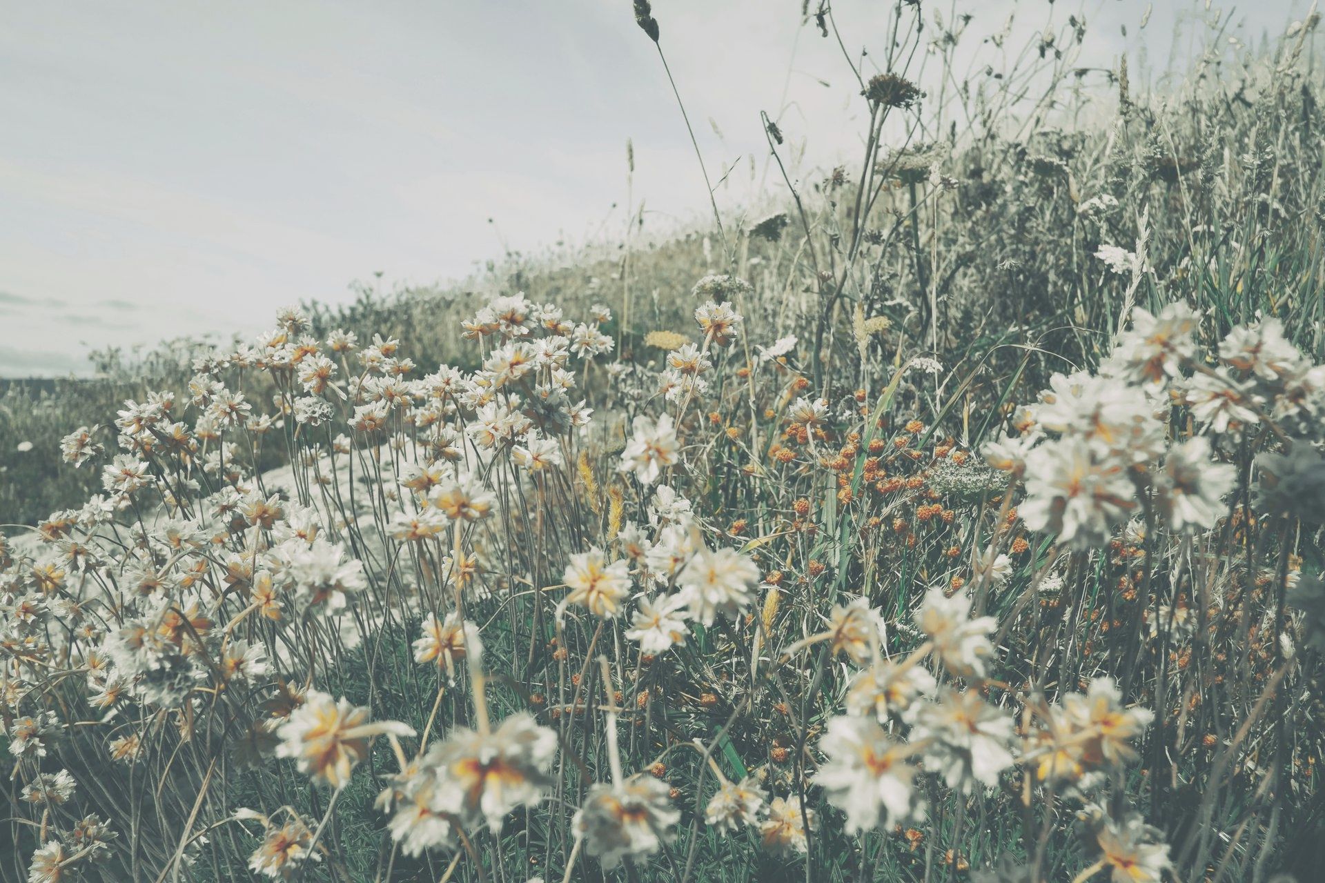 Wildflowers with white petals and yellow centers in a grassy field under an overcast sky
