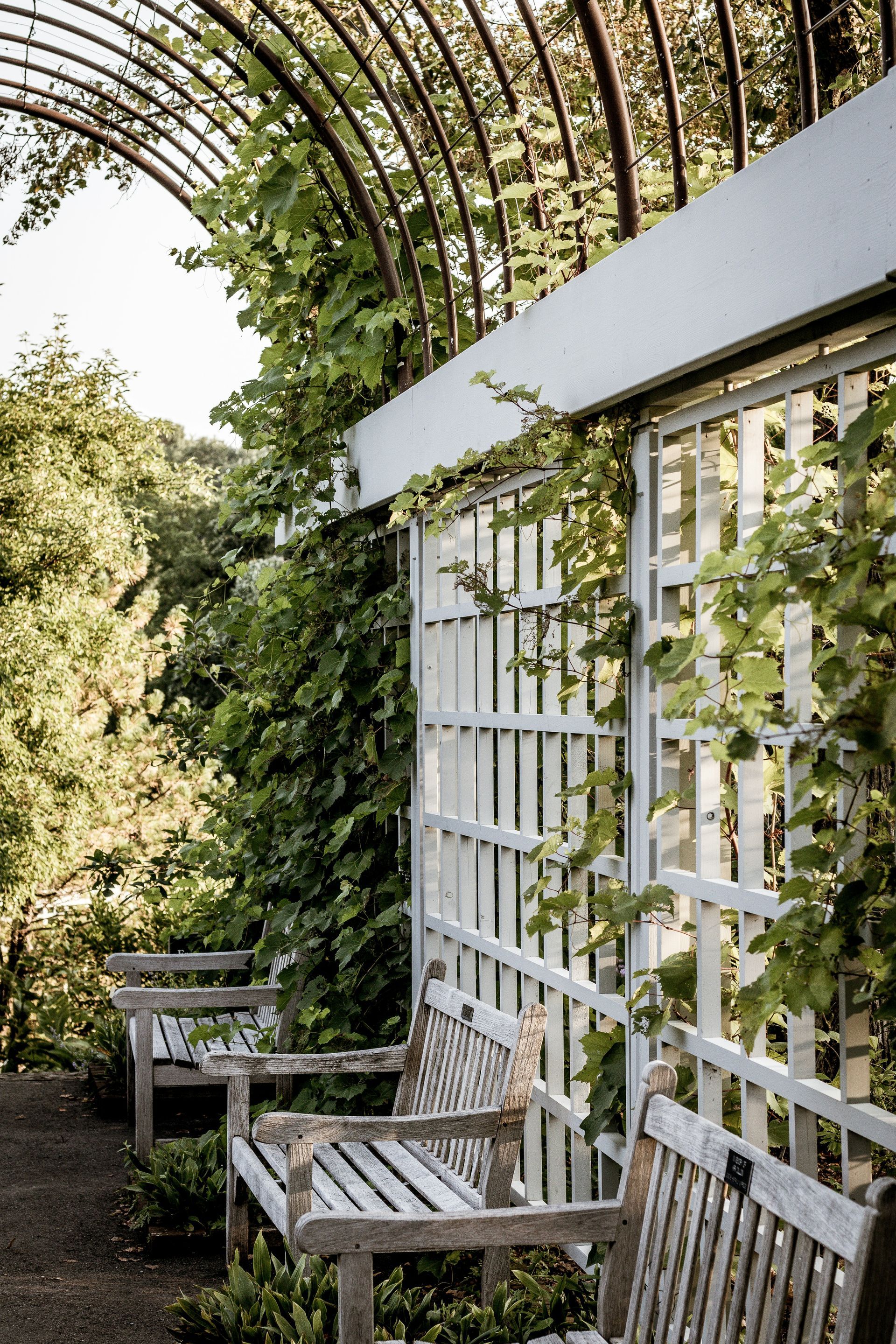 White lattice garden bench along a vine-covered wall under an arched trellis, with two wooden chairs nearby