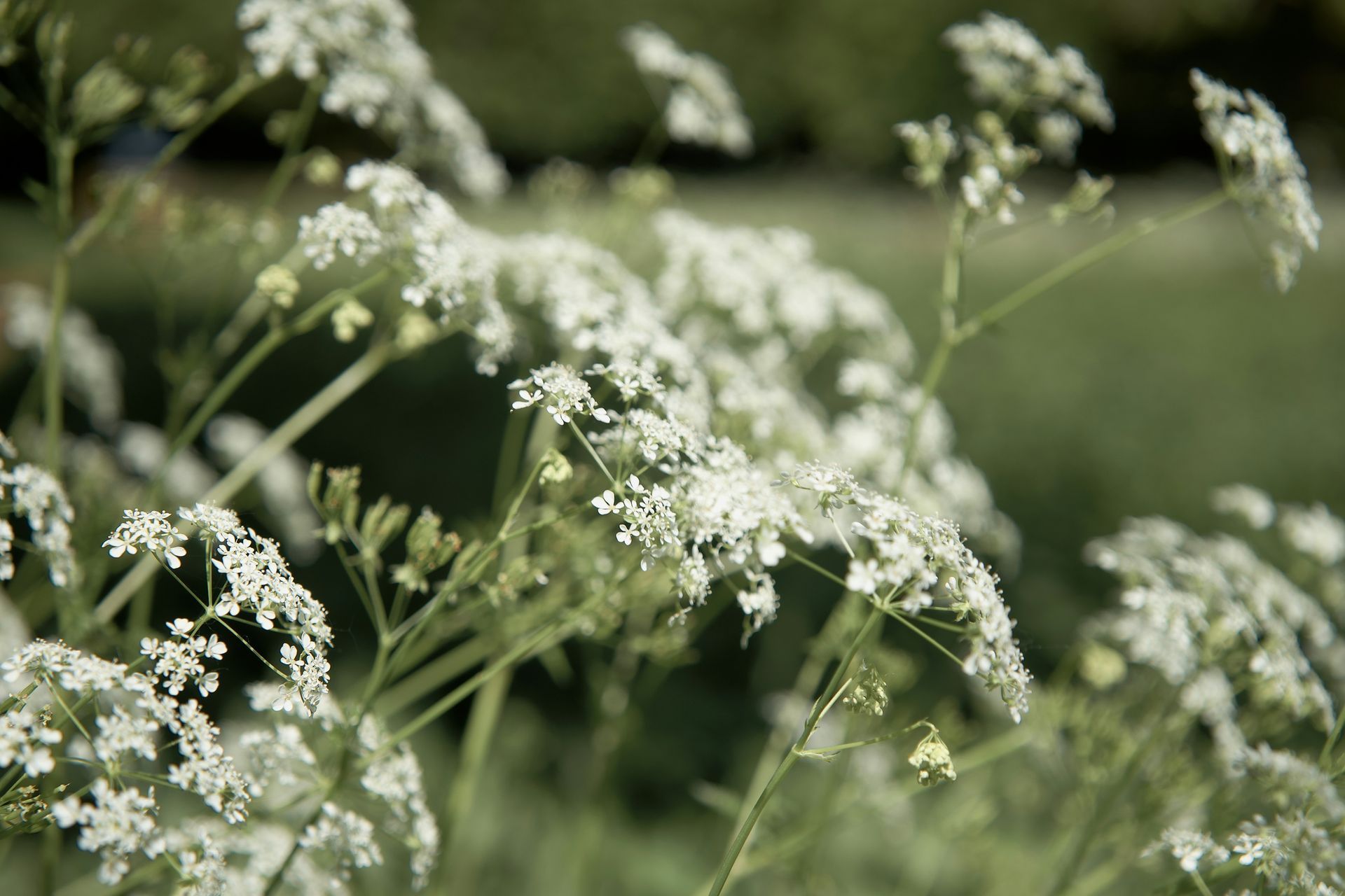 White wildflowers with delicate clusters swaying in a green meadow