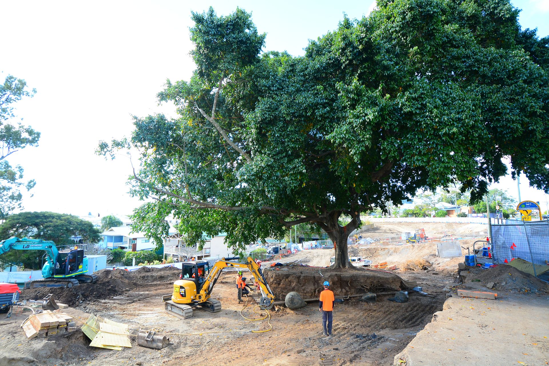 Tree Transplants Brisbane, QLD The Tree Doctor