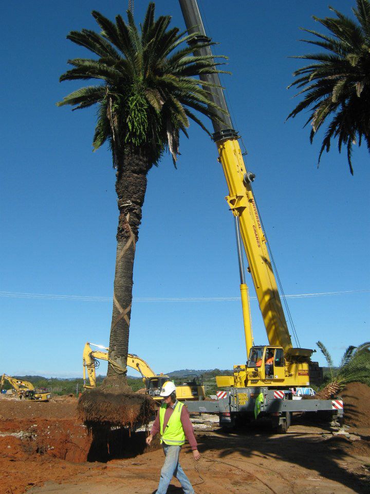 Arborist Brisbane, QLD The Tree Doctor