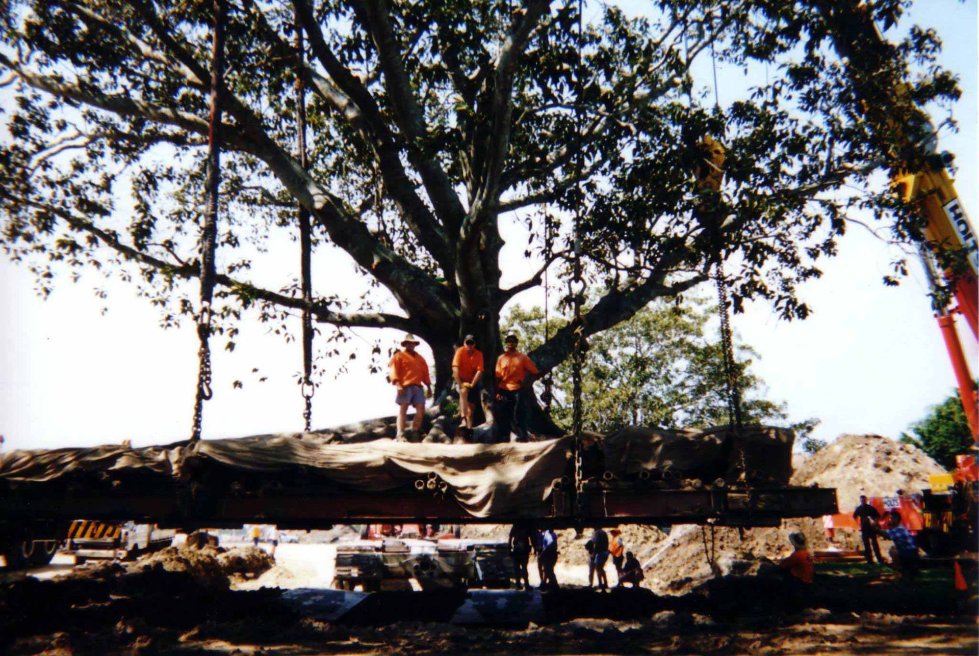 Lifting a big tree | Brisbane, QLD | The Tree Doctor