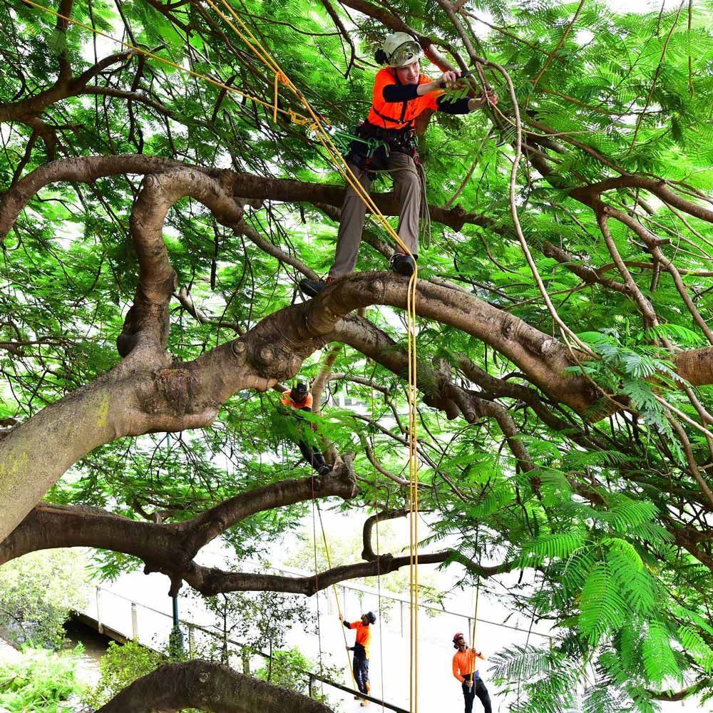 Tree pruning | Brisbane, QLD | The Tree Doctor