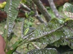 A close up of a plant with white spots on it.