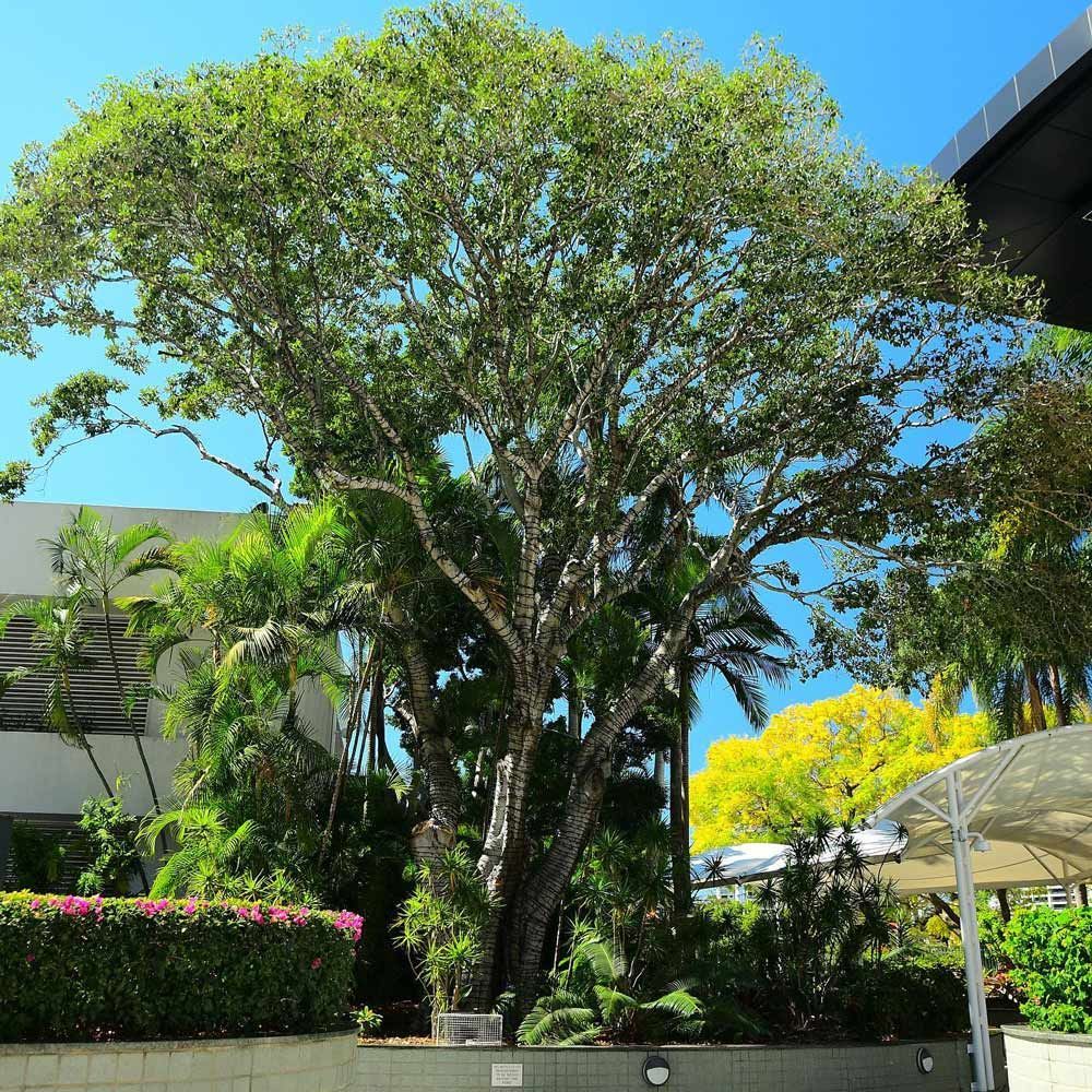 A large tree in front of a building | Brisbane, QLD | The Tree Doctor