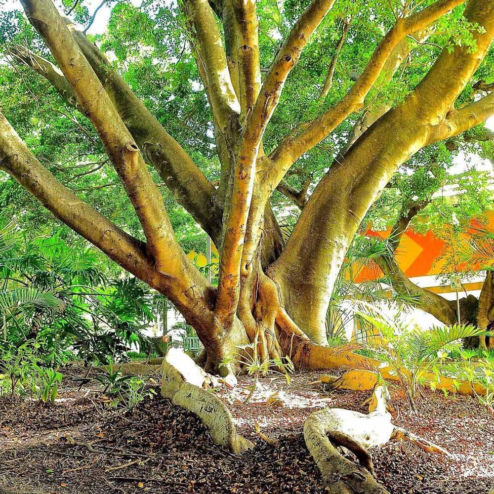 A tree that has some trunk | Brisbane, QLD | The Tree Doctor