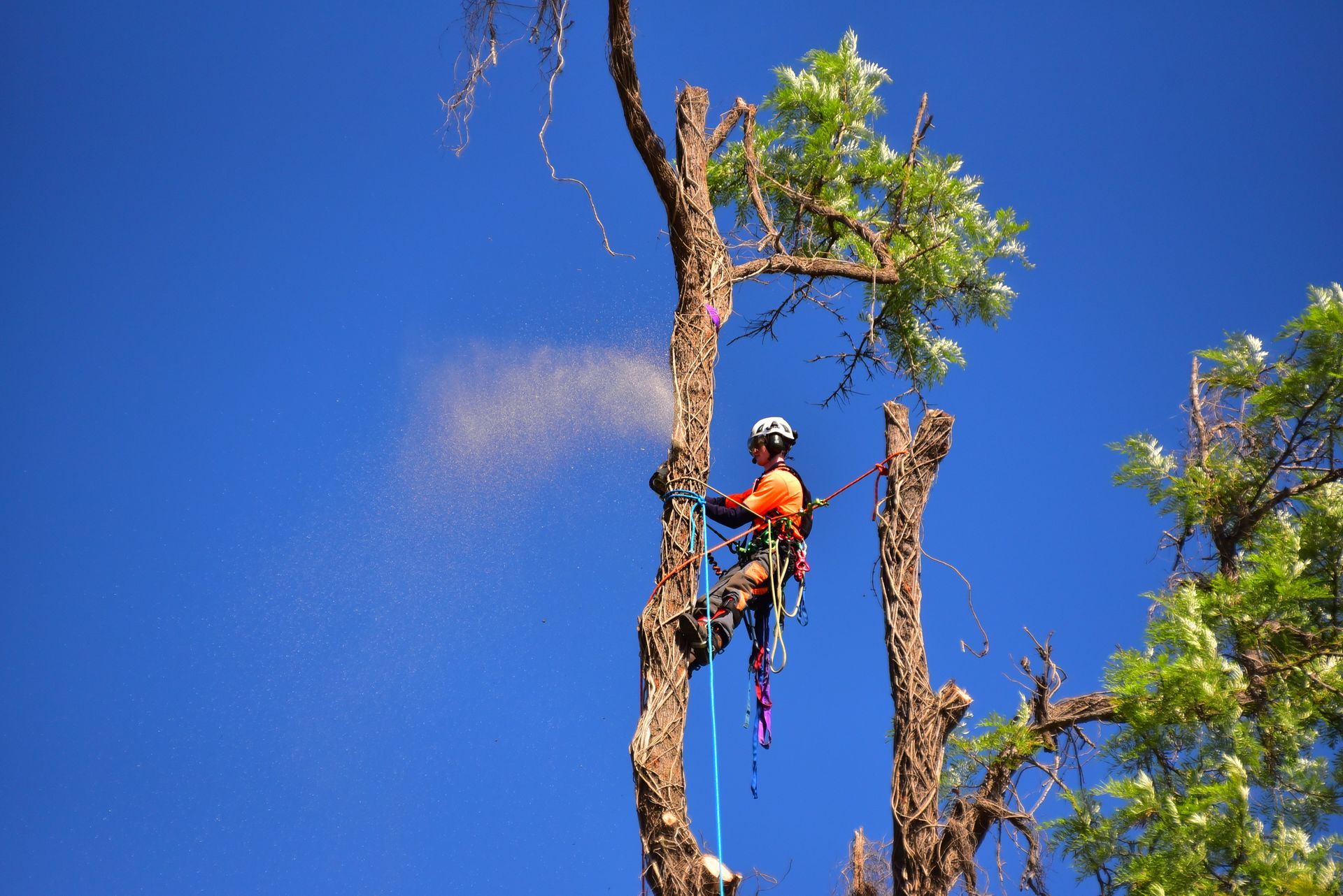 Tree removal | Brisbane, QLD | The Tree Doctor