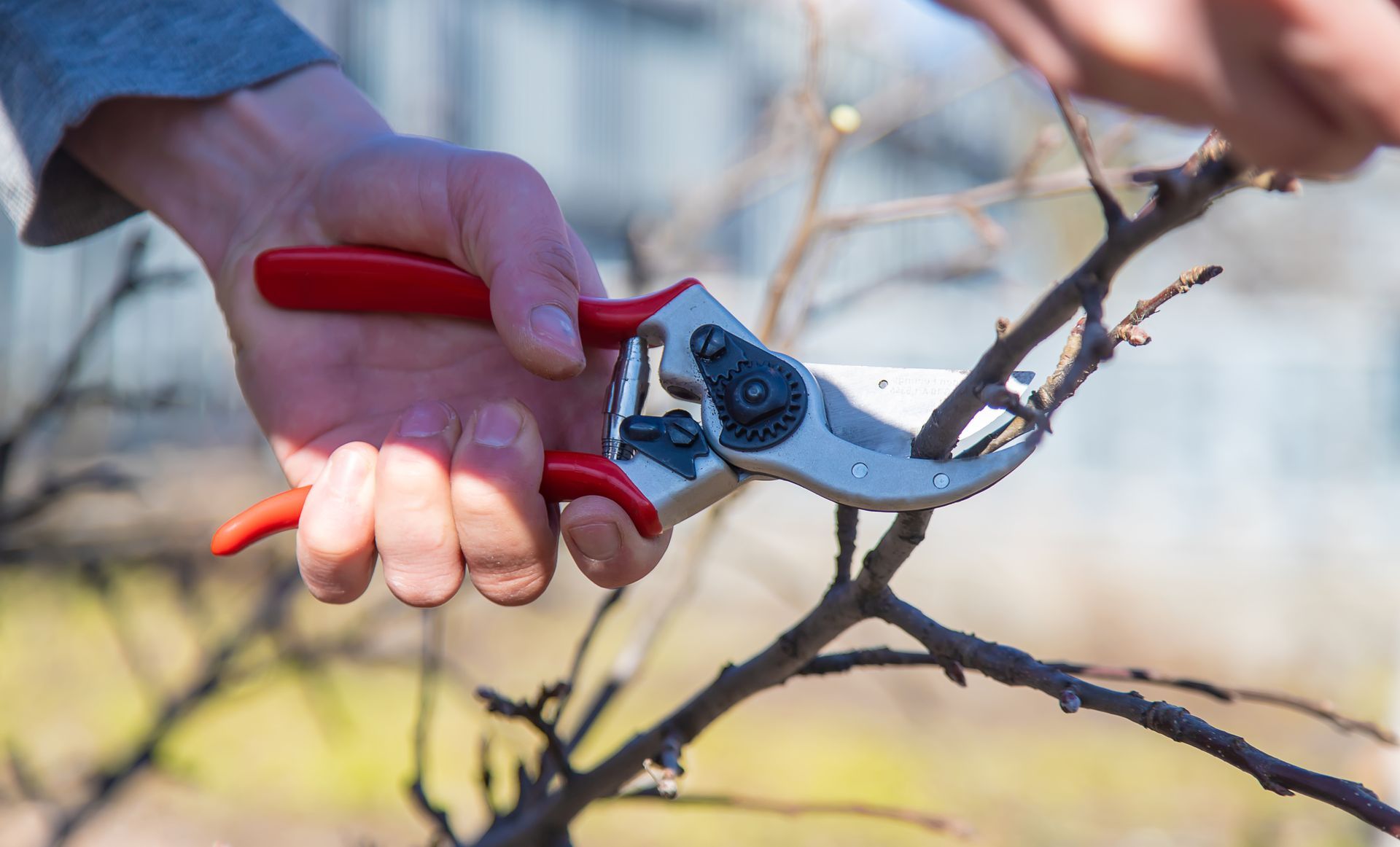 Close-up of hand pruning tree branches with red secateurs in an outdoor garden setting.