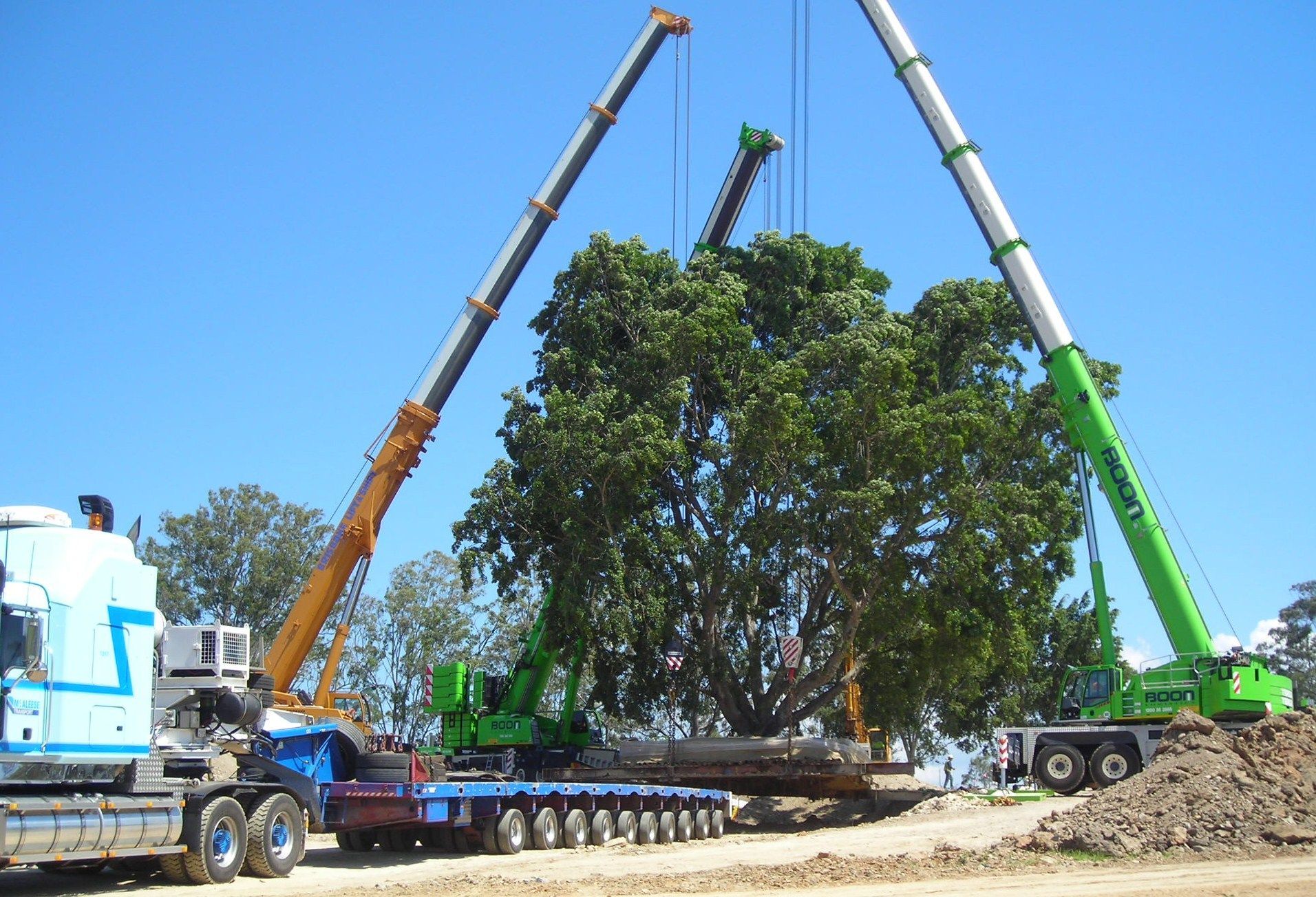 Tree transplant | Brisbane, QLD | The Tree Doctor