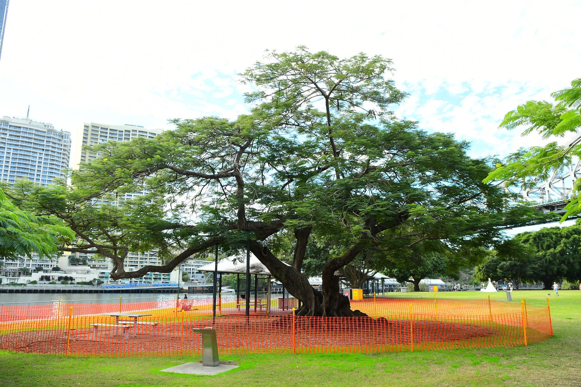 A white car parked next to a tree | Brisbane, QLD | The Tree Doctor
