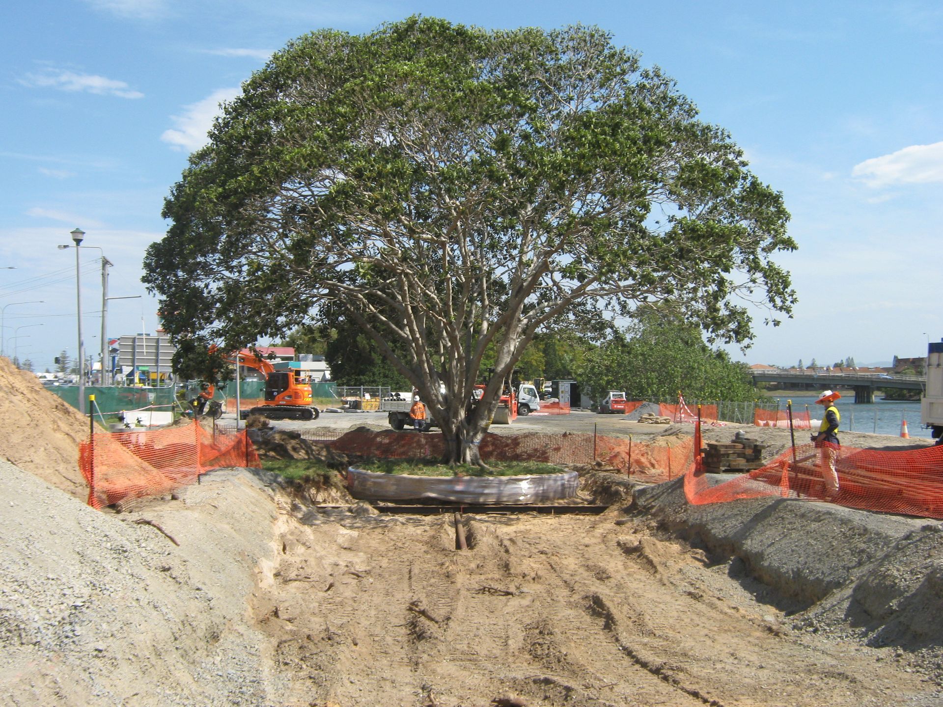 A large tree is in the middle of a construction site