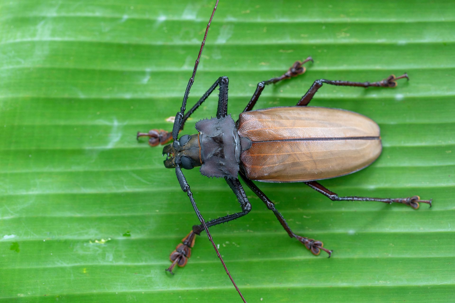 A close up of a beetle on a green leaf.