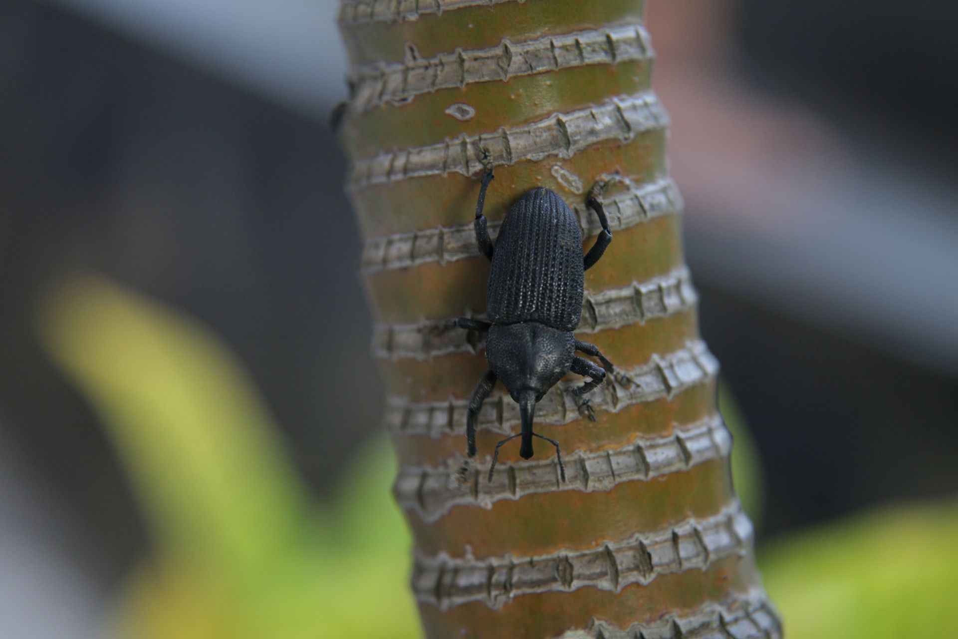 A black beetle is sitting on a tree branch.