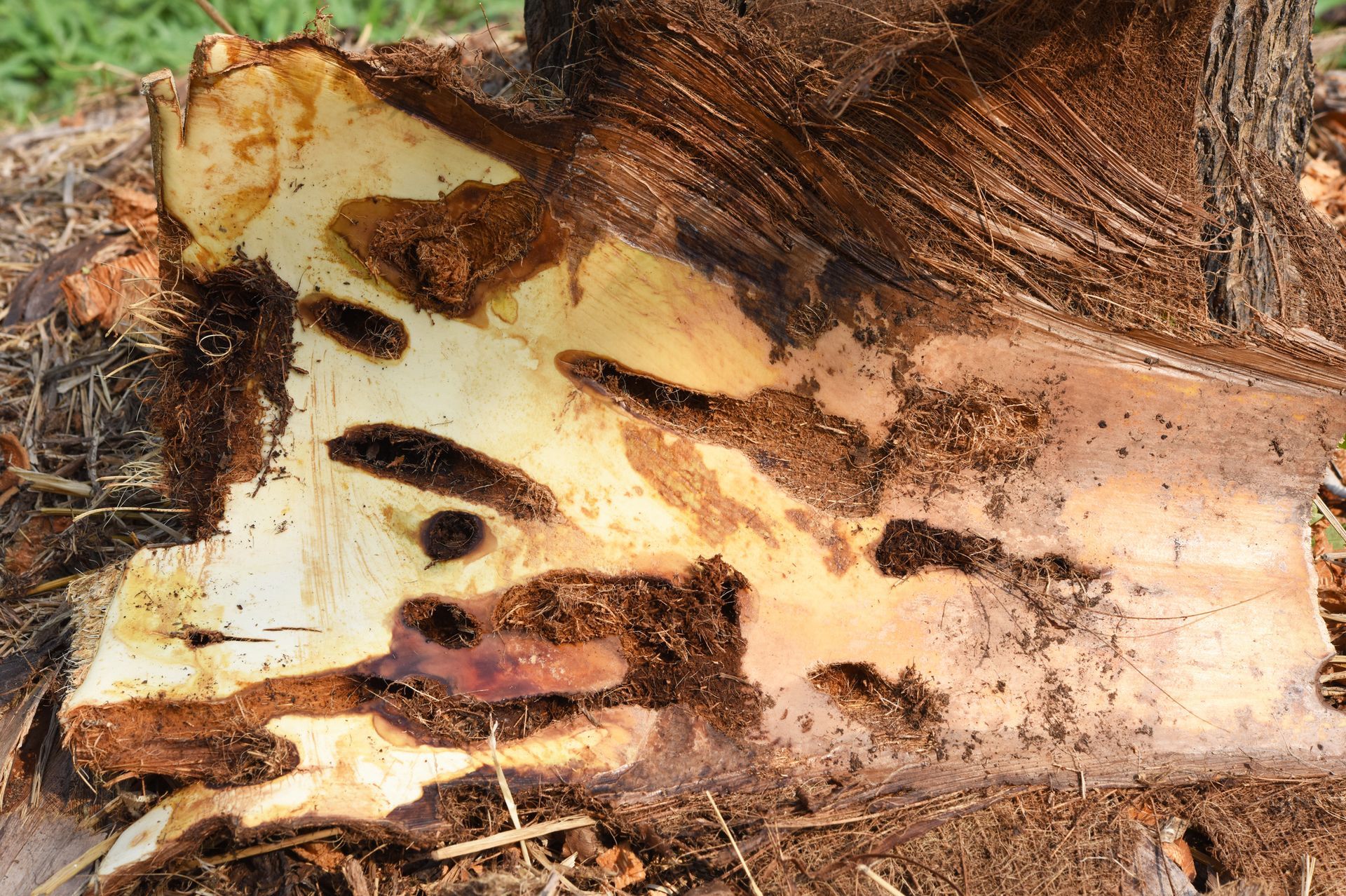 A close up of a tree trunk with holes in it.