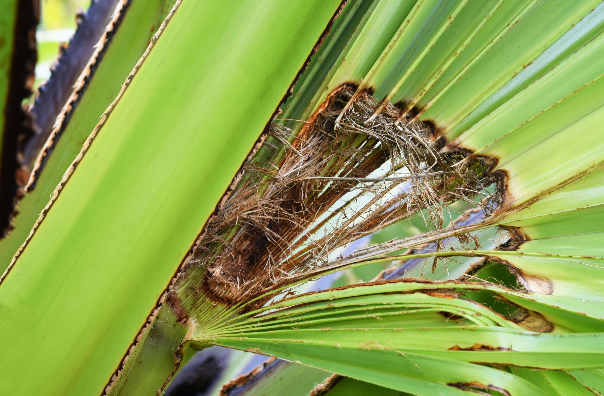 A close up of a palm tree leaf with brown spots on it.