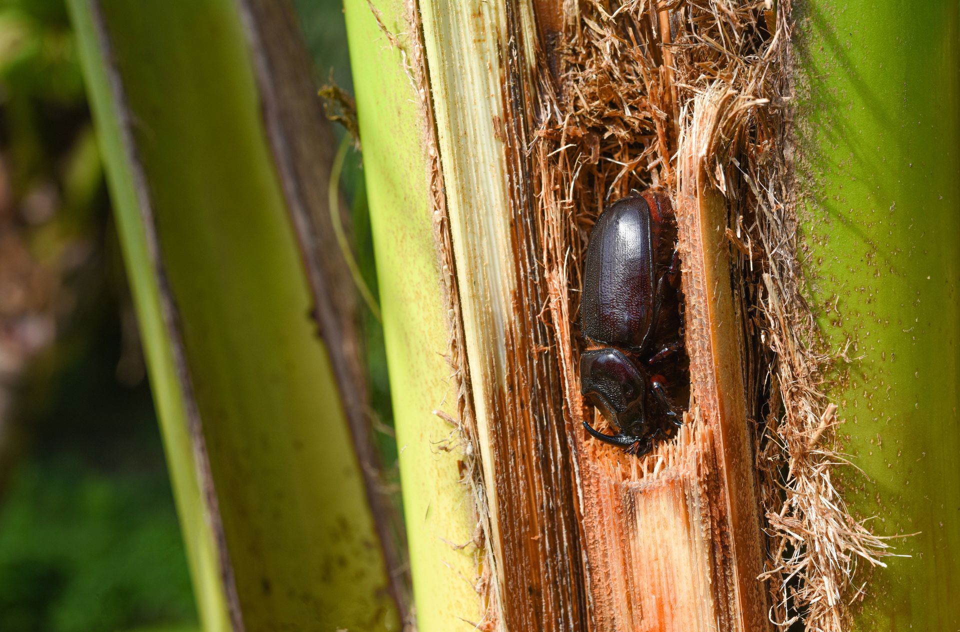 A close up of a bug in a hole in a tree trunk.