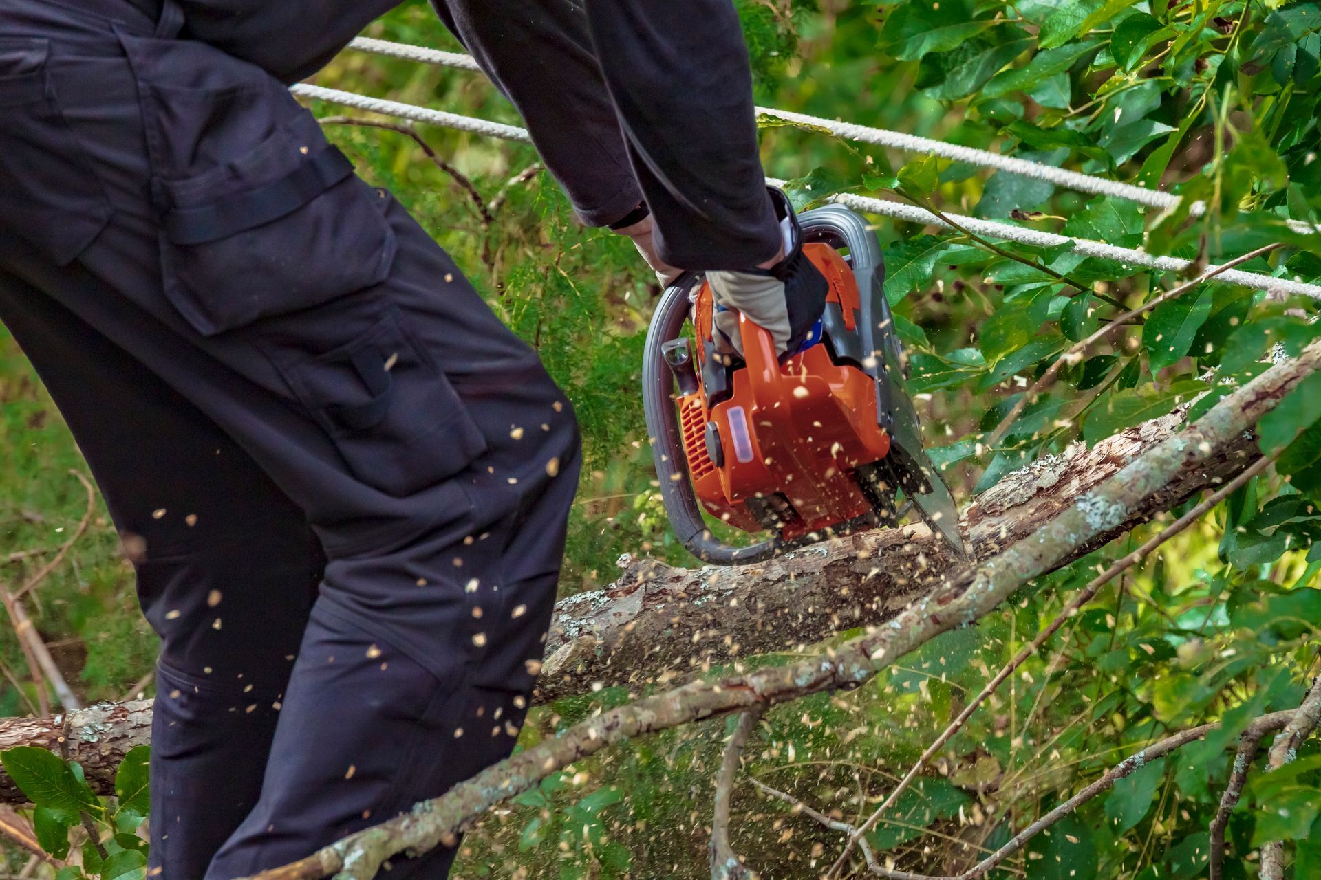 Worker trims thick tree branch with chainsaw, surrounded by leaves and flying wood chips.