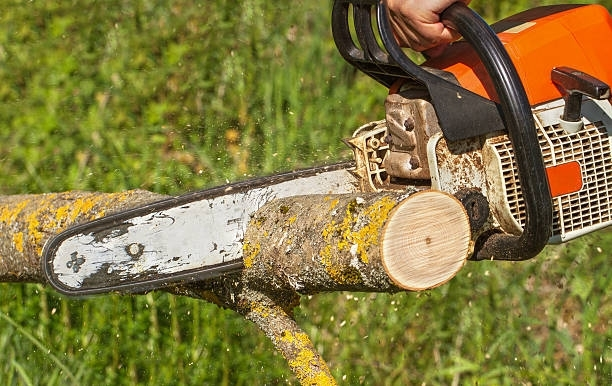 Worker operating chainsaw on heavy fallen tree trunk.
