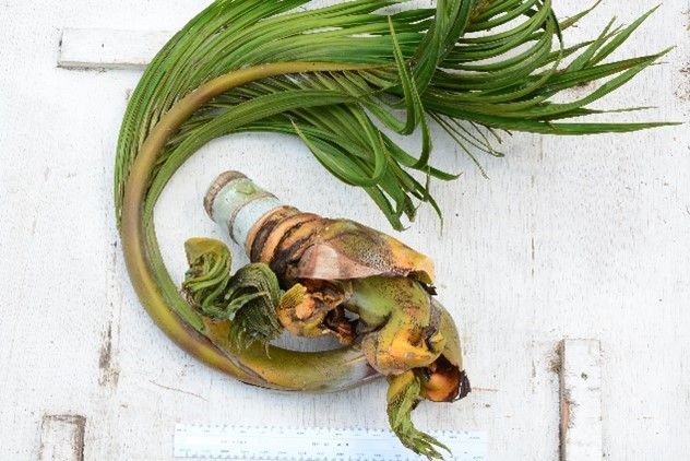 A lizard is laying on a white surface next to a plant.