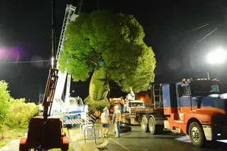 Rosewood bottle tree transplanting | Brisbane, QLD | The Tree Doctor