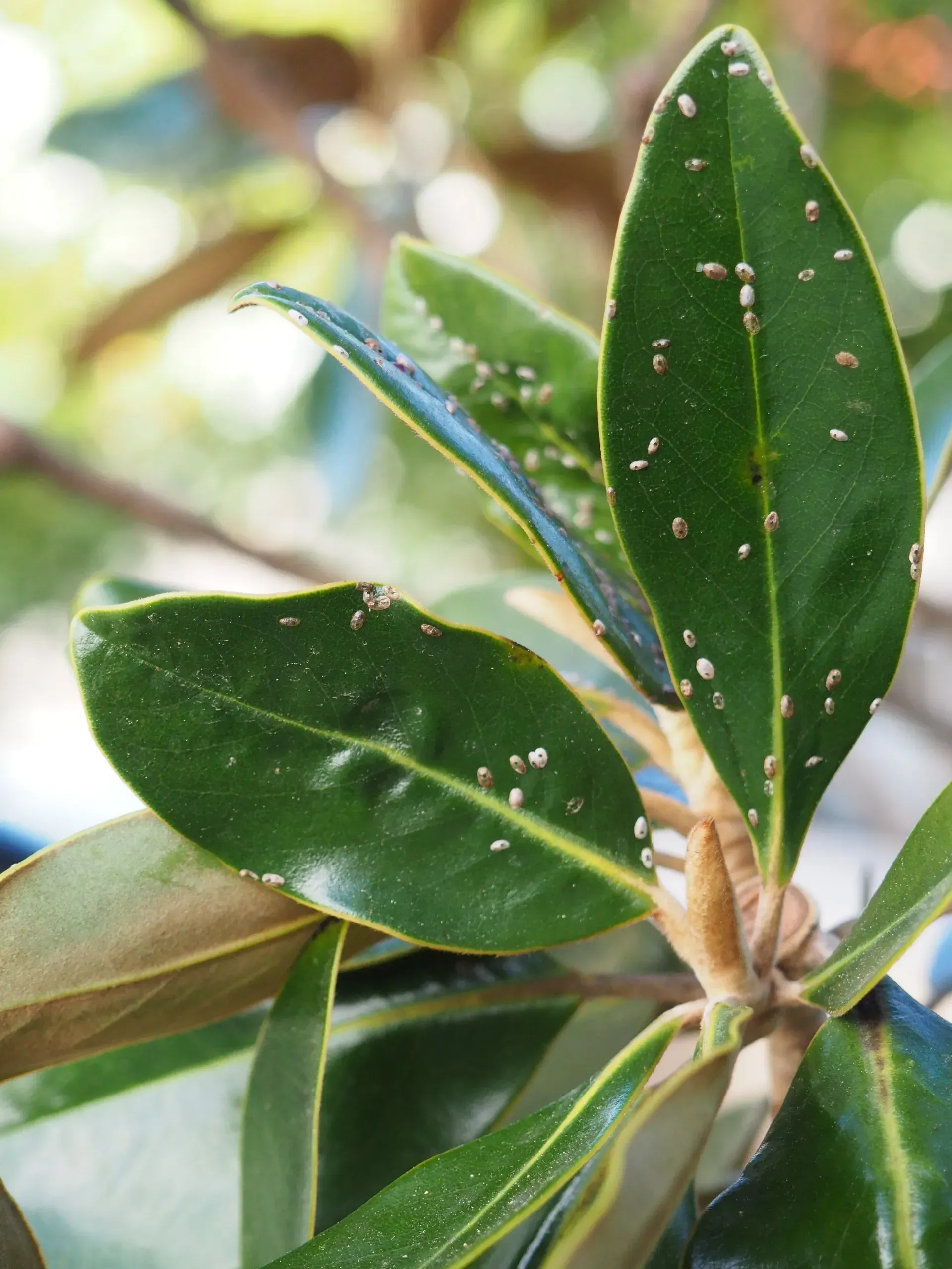 Thrip on Magnolia sp leaves | Brisbane, QLD | The Tree Doctor