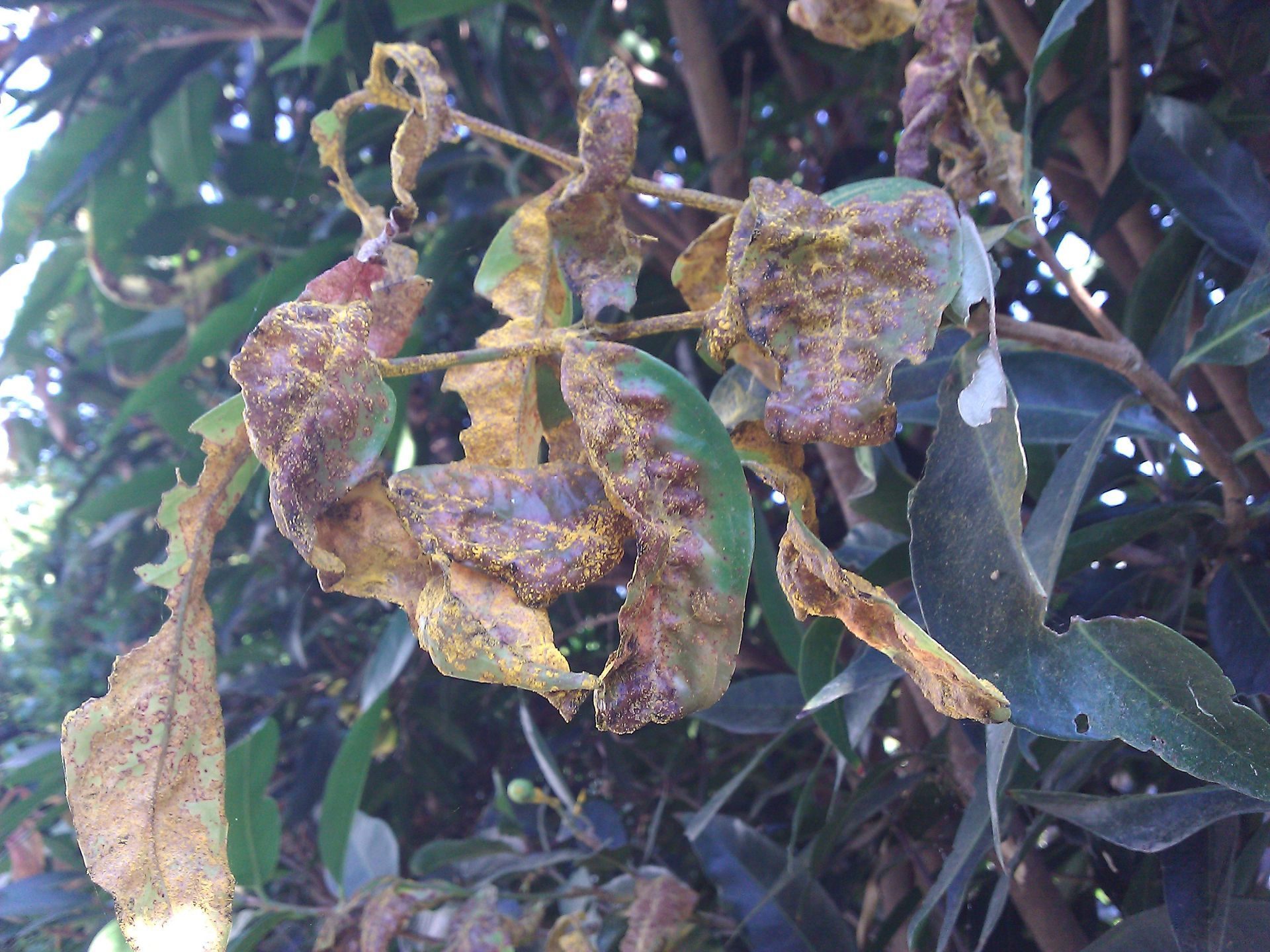 A close up of a tree branch with yellow leaves