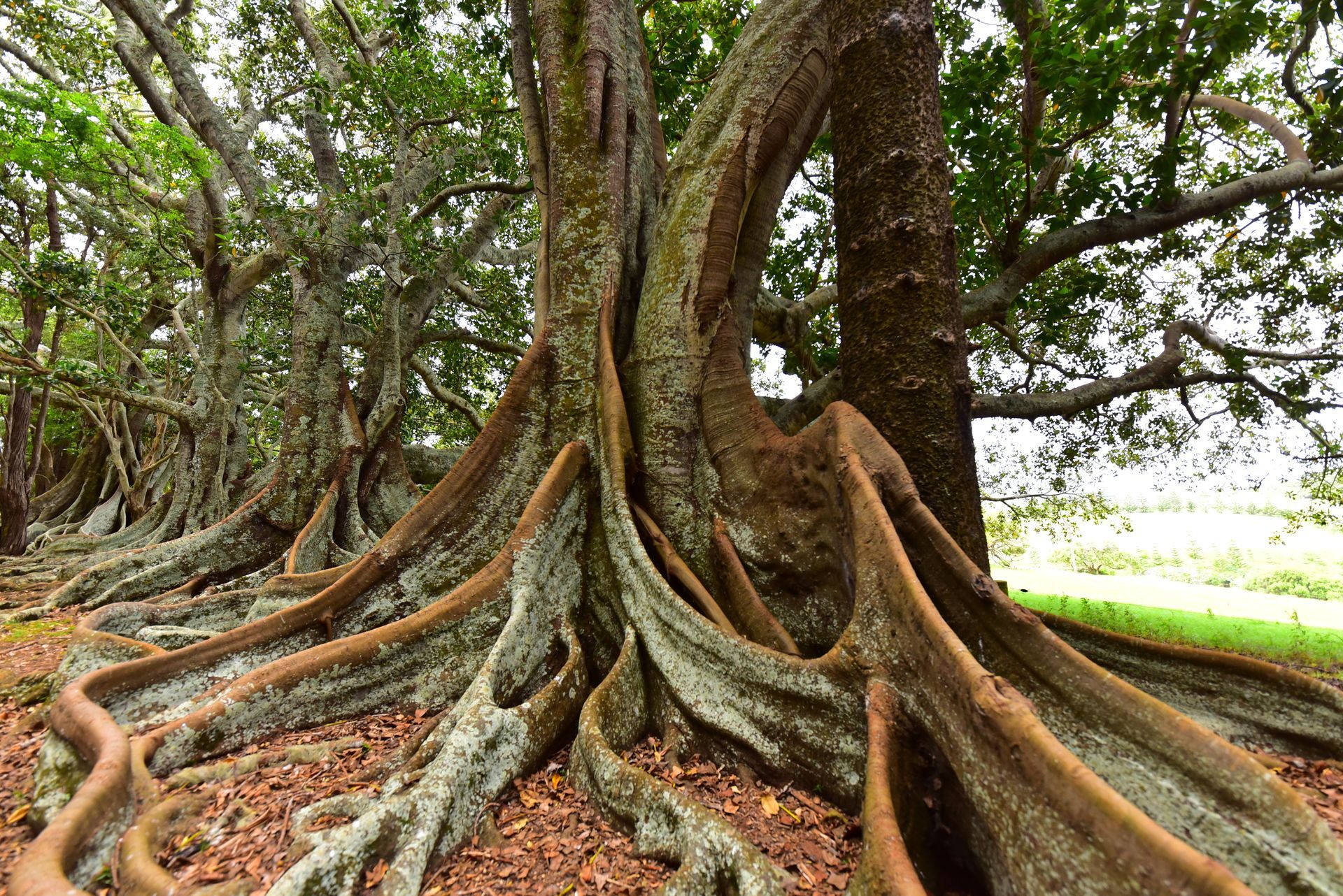 A man in an orange shirt is on a rope | Brisbane, QLD | The Tree Doctor