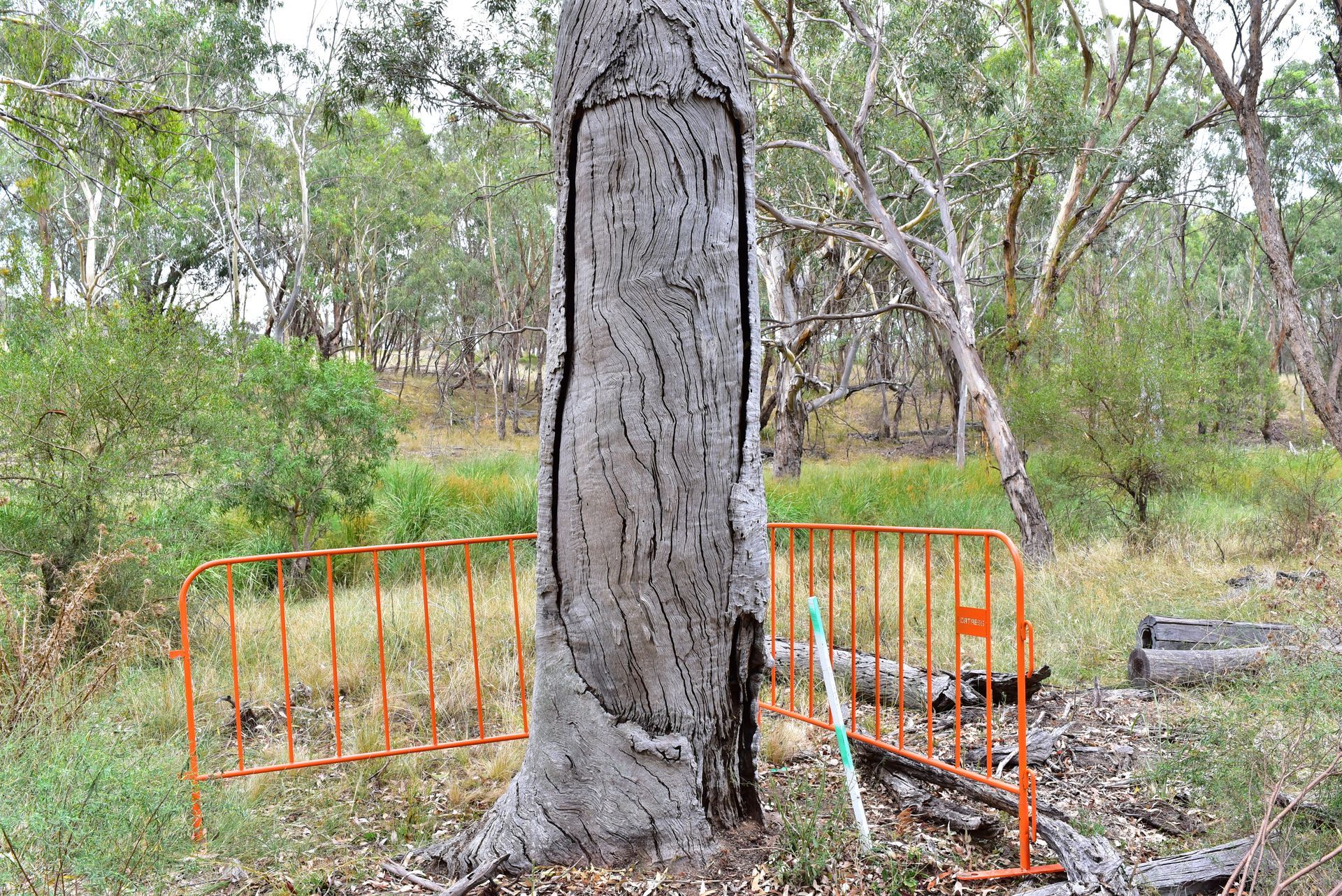 A tree with a hole in it is surrounded by a fence.