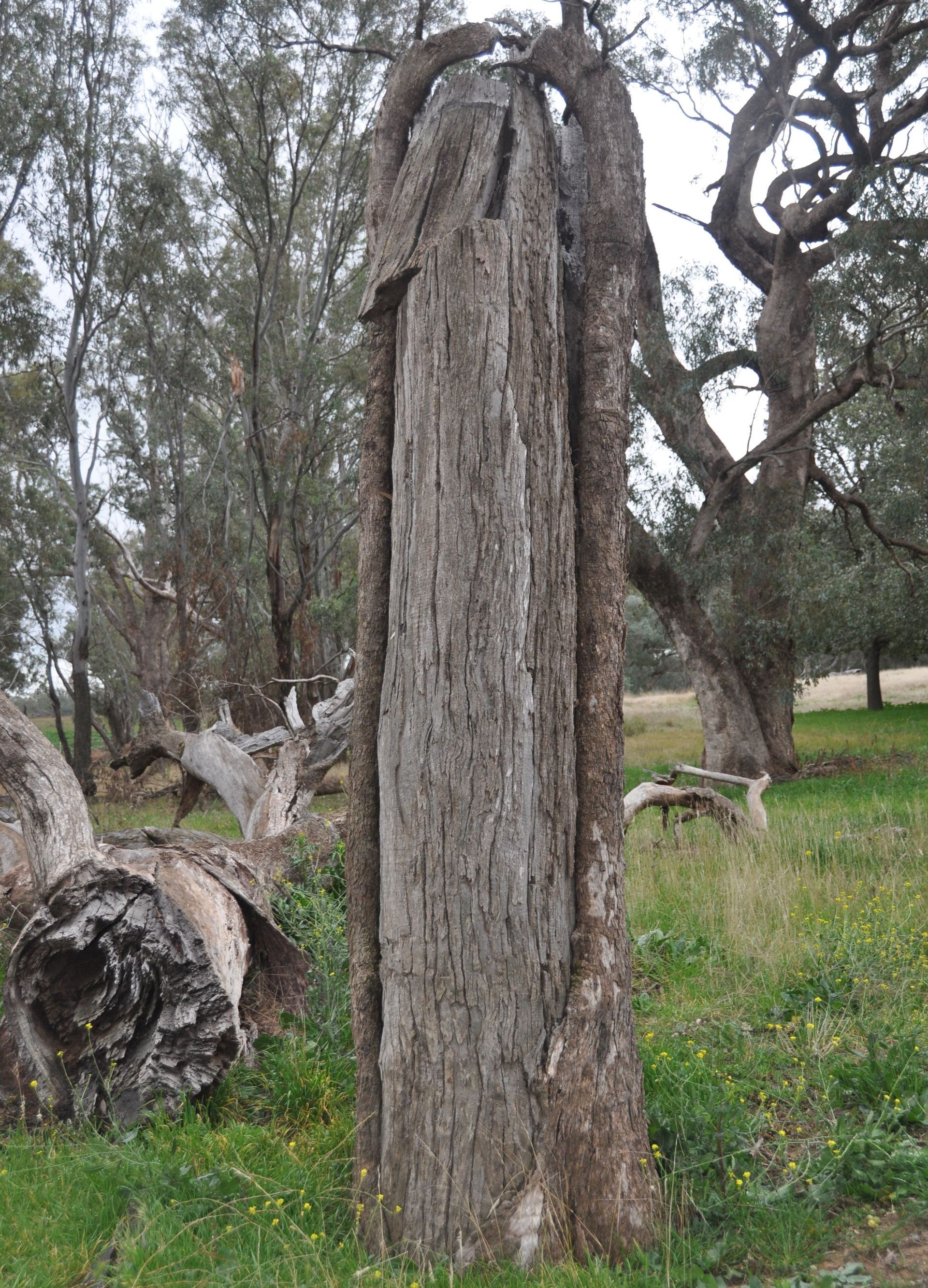 A large tree trunk in a field with trees in the background