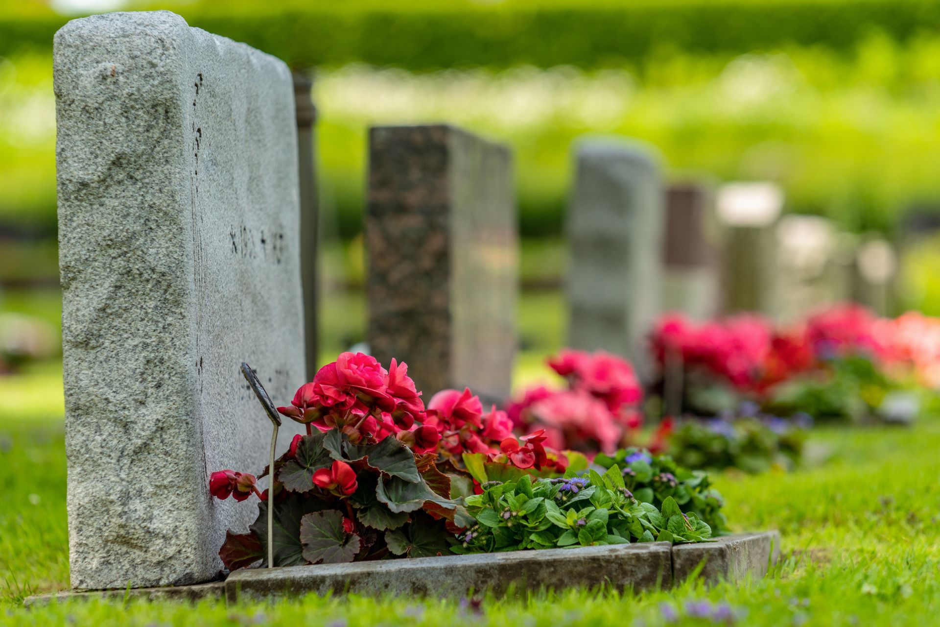 Gravestones in a cemetery with bright pink flowers in the foreground and green blurred background