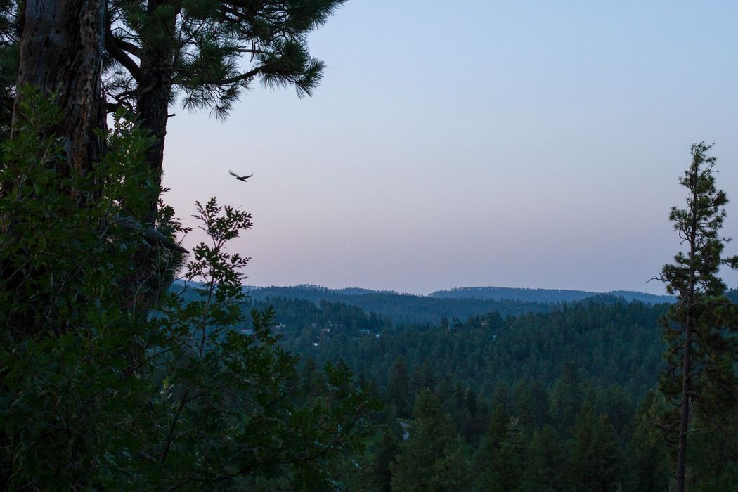hawk flying over Ruidoso at twilight