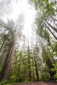 trees