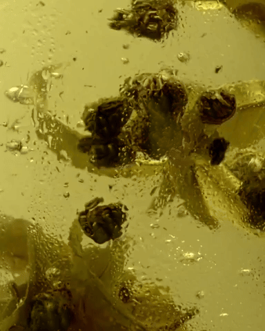 Amber with several dark, round inclusions, and some lighter yellow tendrils, bubbles suspended. Food Stylist Nadine Page.