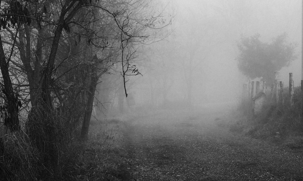 A mysterious, foggy path, lined with bare trees