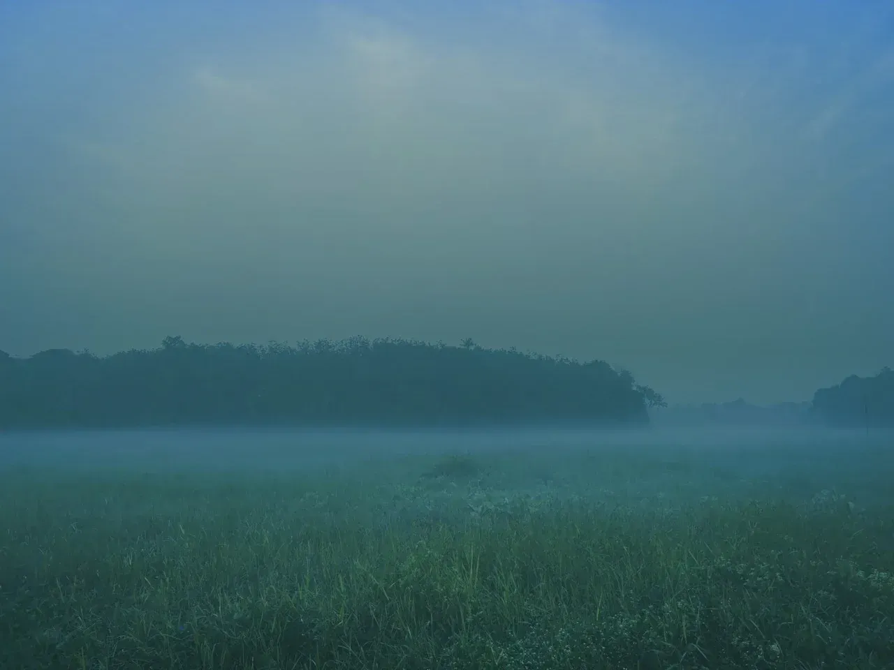 A grassy field before dawn, covered in mist and fog. A dense forest is in the background  
