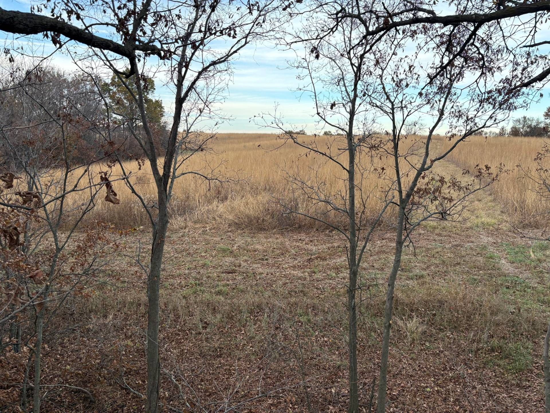 Bare trees in a dry field with brown grass under a pale blue sky