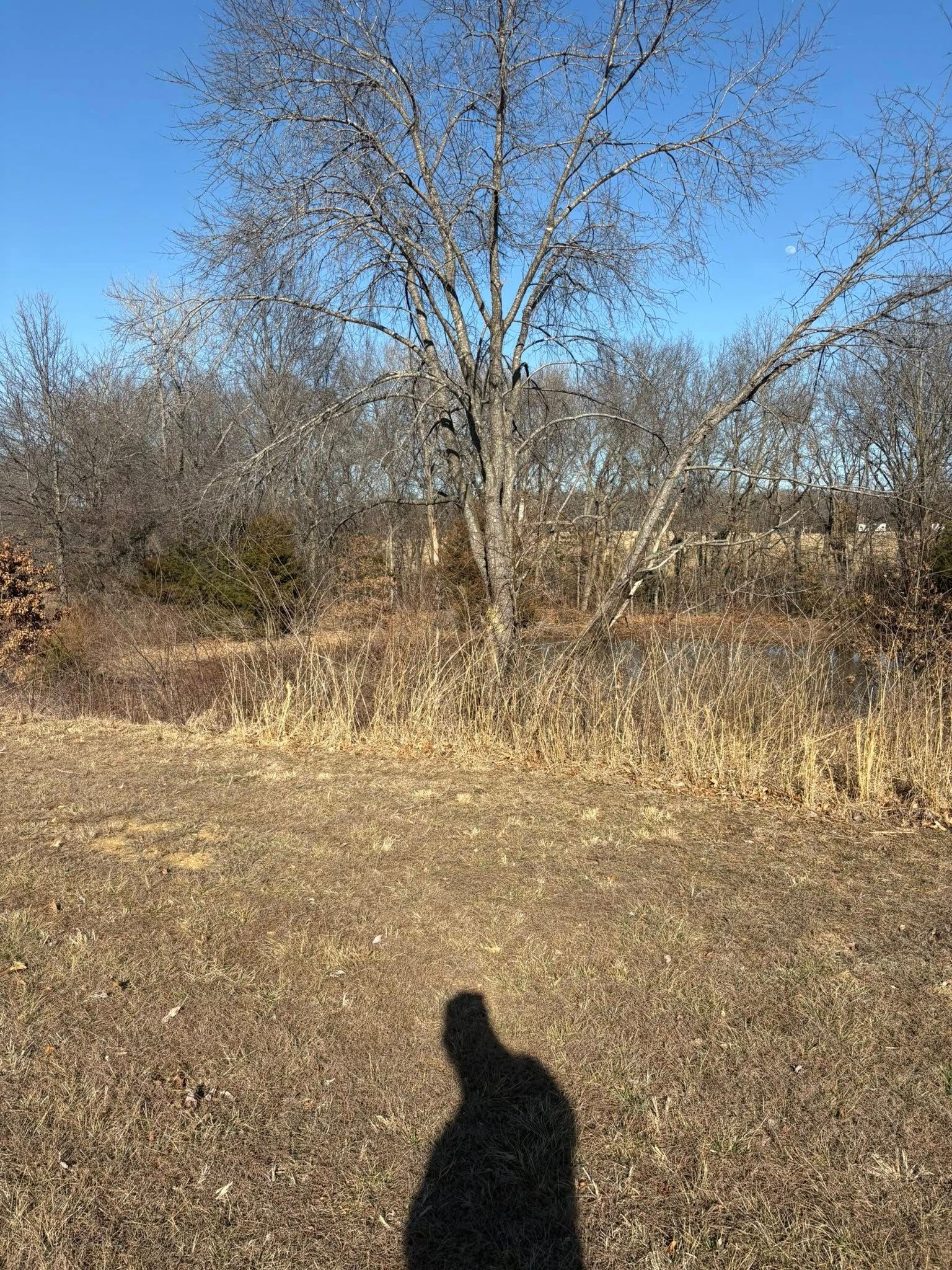 Sunny winter field with bare trees and brush, and a person’s shadow in the foreground