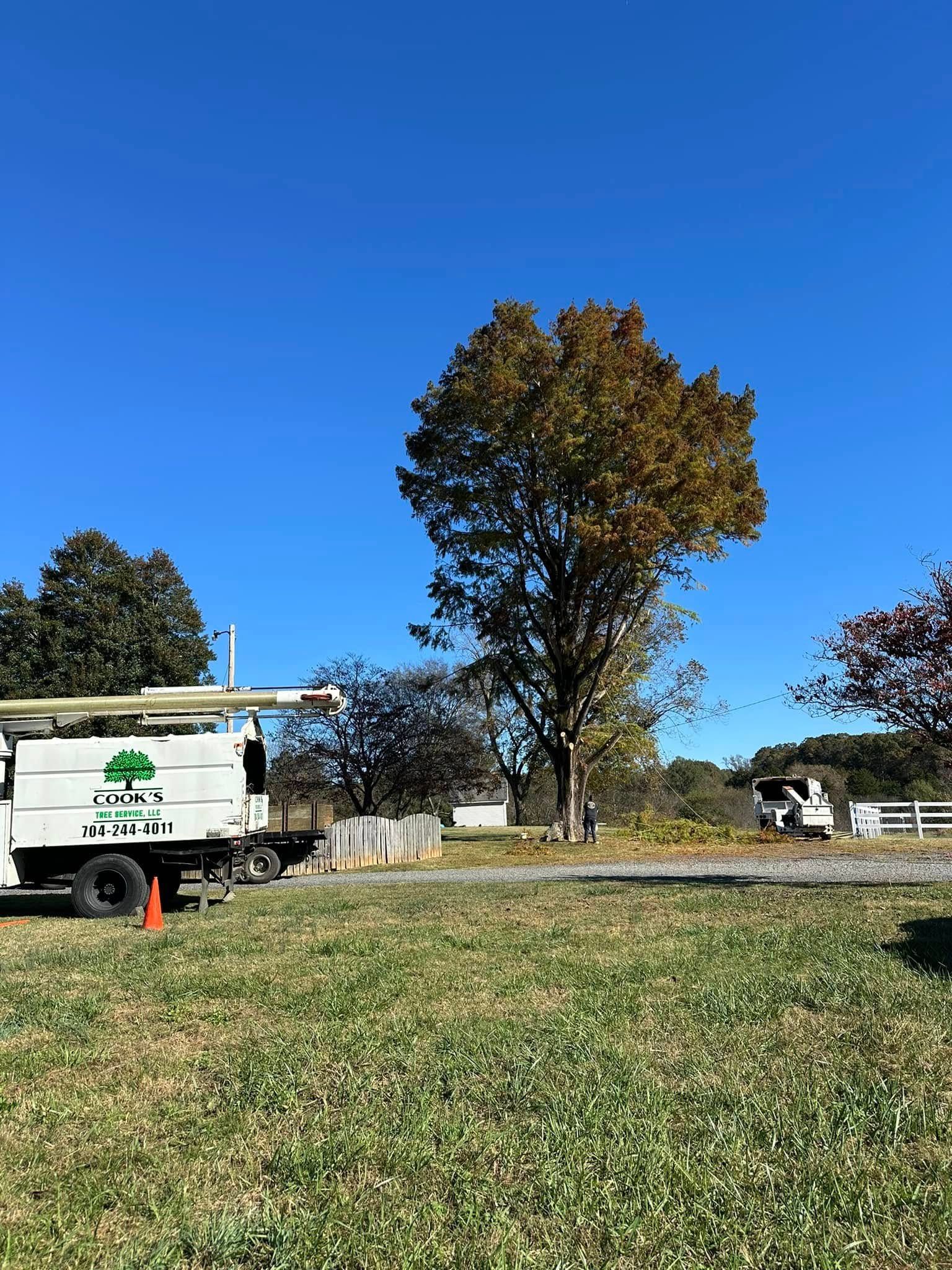 Tree service truck near a tall tree with autumn leaves on a sunny day.